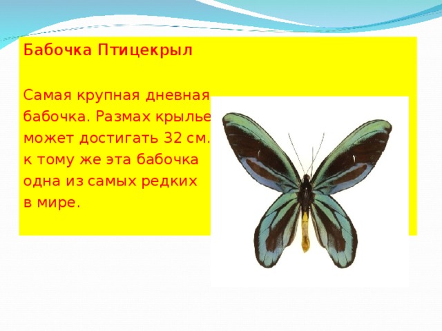 Бабочка Птицекрыл Самая крупная дневная бабочка. Размах крыльев может достигать 32 см. к тому же эта бабочка одна из самых редких в мире. 