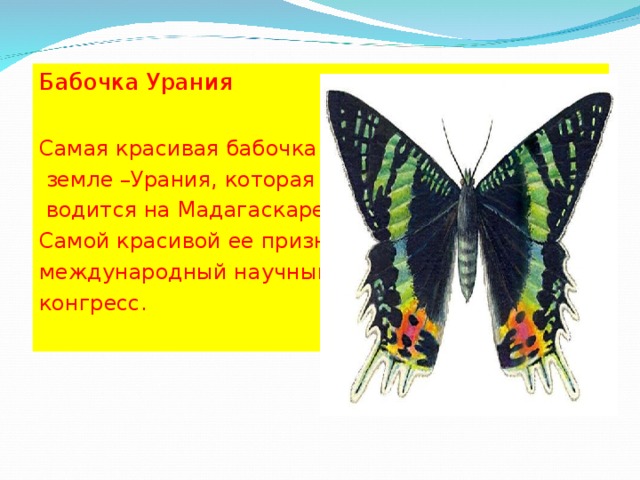 Бабочка Урания Самая красивая бабочка на  земле –Урания, которая  водится на Мадагаскаре. Самой красивой ее признал международный научный конгресс. 