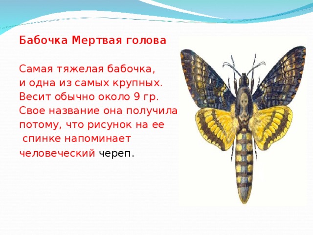 Бабочка Мертвая голова Самая тяжелая бабочка, и одна из самых крупных. Весит обычно около 9 гр. Свое название она получила потому, что рисунок на ее  спинке напоминает человеческий череп.  