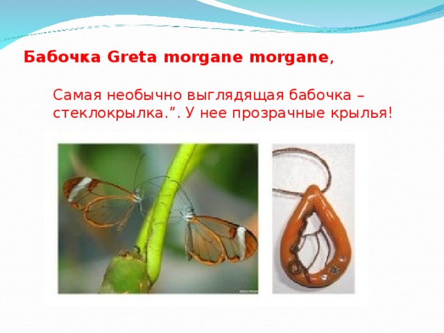 Бабочка Greta morgane morgane ,   Самая необычно выглядящая бабочка – стеклокрылка.”. У нее прозрачные крылья! 