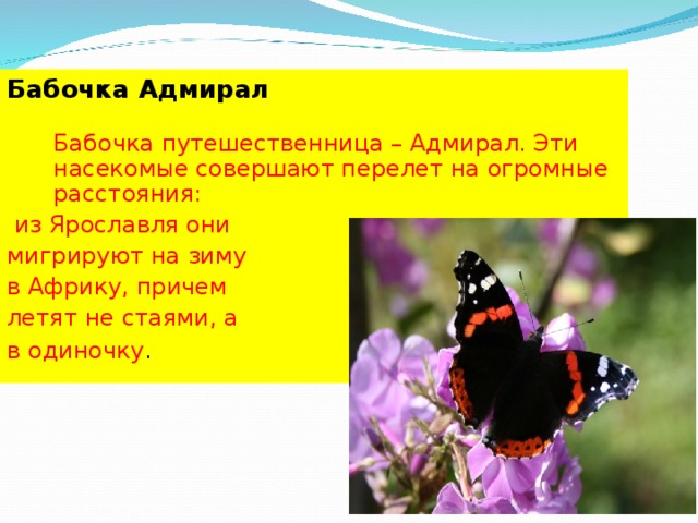 Бабочка Адмирал   Бабочка путешественница – Адмирал. Эти насекомые совершают перелет на огромные расстояния:  из Ярославля они мигрируют на зиму в Африку, причем летят не стаями, а в одиночку .  