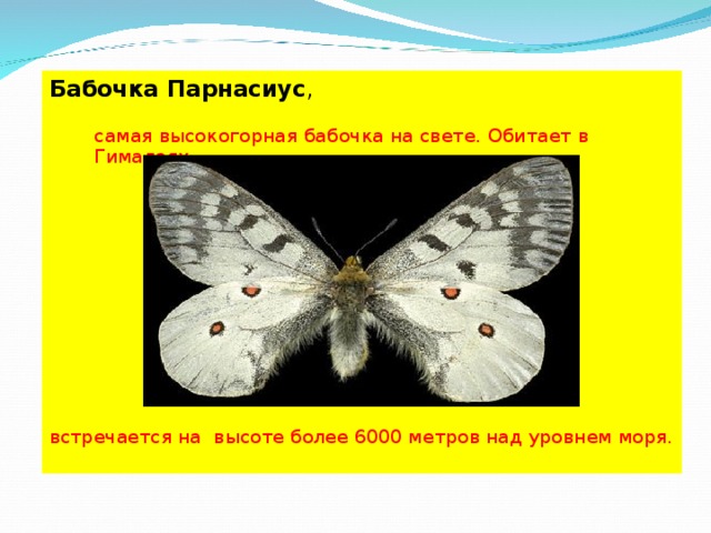 Бабочка Парнасиус ,   самая высокогорная бабочка на свете. Обитает в Гималаях, встречается на высоте более 6000 метров над уровнем моря.  