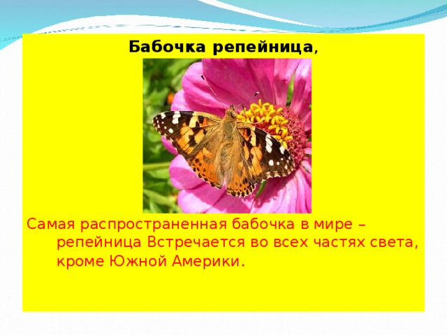 Бабочка репейница ,    Самая распространенная бабочка в мире – репейница Встречается во всех частях света, кроме Южной Америки . 
