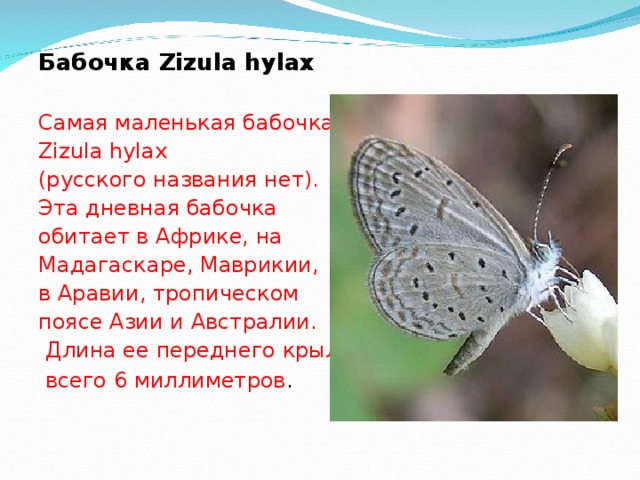 Бабочка Zizula hylax Самая маленькая бабочка – Zizula hylax (русского названия нет). Эта дневная бабочка обитает в Африке, на Мадагаскаре, Маврикии, в Аравии, тропическом поясе Азии и Австралии.  Длина ее переднего крыла  всего 6 миллиметров .  