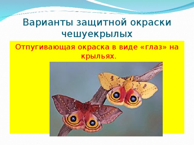 Варианты защитной окраски чешуекрылых Отпугивающая окраска в виде «глаз» на крыльях. 