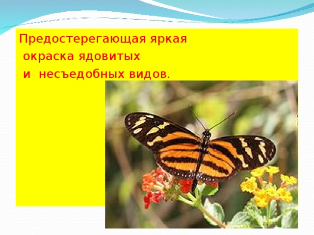 Предостерегающая яркая  окраска ядовитых  и несъедобных видов. 