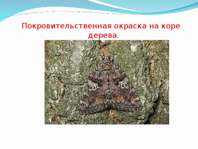 Покровительственная окраска на коре дерева. 