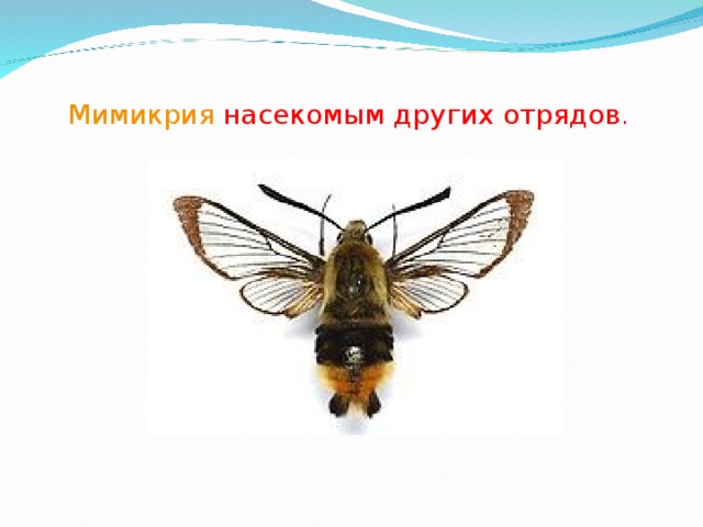 Мимикрия  насекомым других отрядов . 