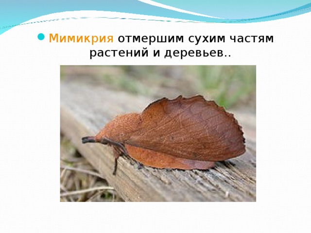 Мимикрия отмершим сухим частям растений и деревьев.. 