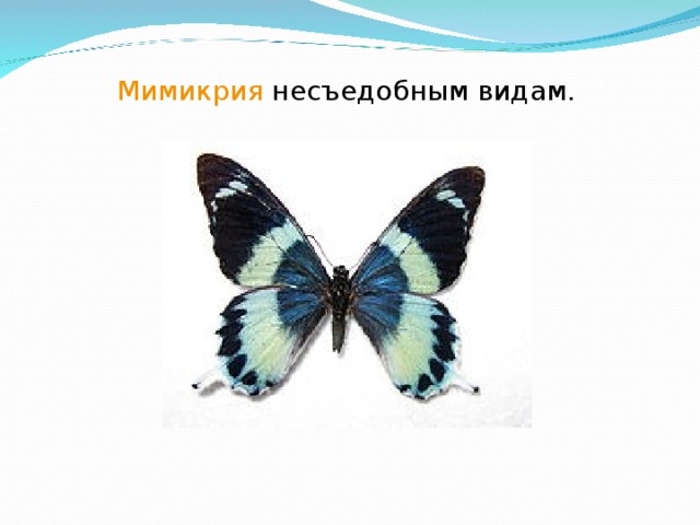 Мимикрия несъедобным видам.  