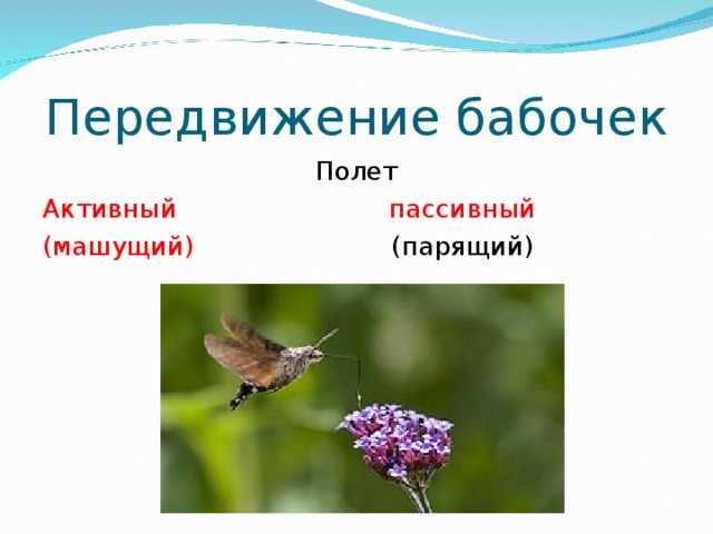 Передвижение бабочек Полет Активный пассивный (машущий) (парящий) 