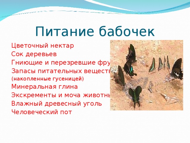 Питание бабочек Цветочный нектар Сок деревьев Гниющие и перезревшие фрукты Запасы питательных веществ (накопленные гусеницей) Минеральная глина Экскременты и моча животных Влажный древесный уголь Человеческий пот 