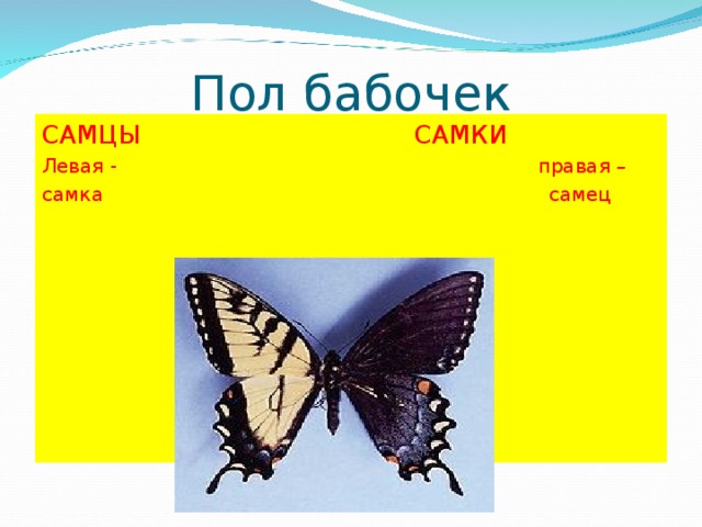 Пол бабочек САМЦЫ САМКИ Левая - правая – самка самец 