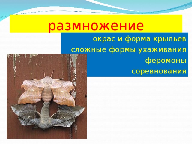 размножение окрас и форма крыльев  сложные формы ухаживания феромоны соревнования 