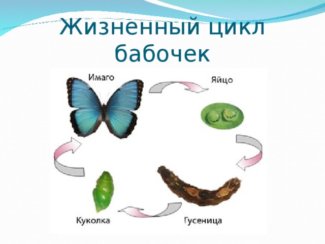 Жизненный цикл бабочек 