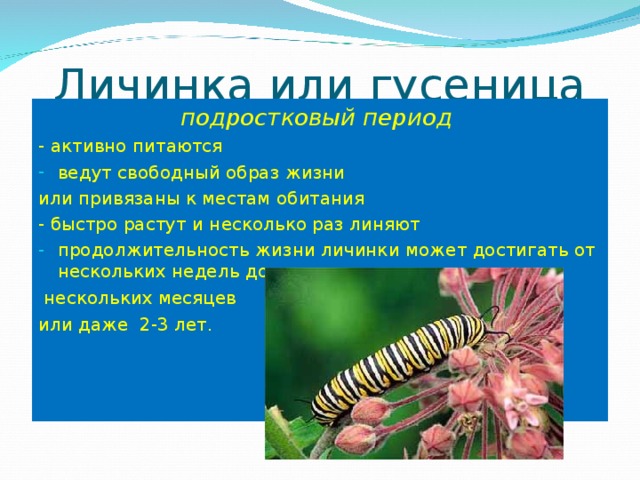 Личинка или гусеница подростковый период - активно питаются ведут свободный образ жизни или привязаны к местам обитания - быстро растут и несколько раз линяют   продолжительность жизни личинки может достигать от нескольких недель до  нескольких месяцев или даже 2-3 лет.     