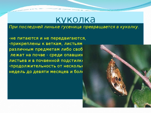куколка При последней линьке гусеница превращается в куколку.  -не питаются и не передвигаются, -прикреплены к веткам, листьям, различным предметам либо свободно  лежат на почве - среди опавших листьев и в почвенной подстилке. -продолжительность от нескольких недель до девяти месяцев и более. 