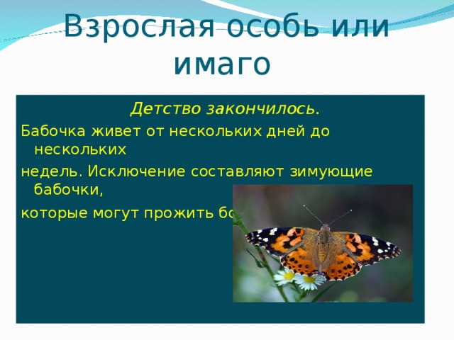 Взрослая особь или имаго     Детство закончилось.  Бабочка живет от нескольких дней до нескольких недель. Исключение составляют зимующие бабочки, которые могут прожить более 10 месяцев.  