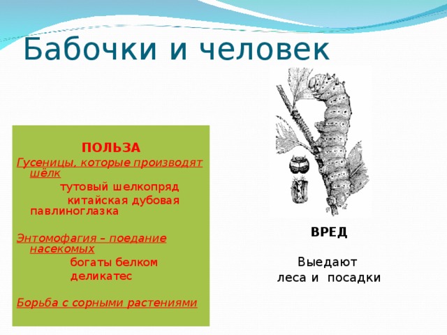 Бабочки и человек ПОЛЬЗА Гусеницы, которые производят шёлк  тутовый шелкопряд  китайская дубовая павлиноглазка  Энтомофагия – поедание насекомых  богаты белком  деликатес  Борьба с сорными растениями  ВРЕД Выедают леса и посадки 