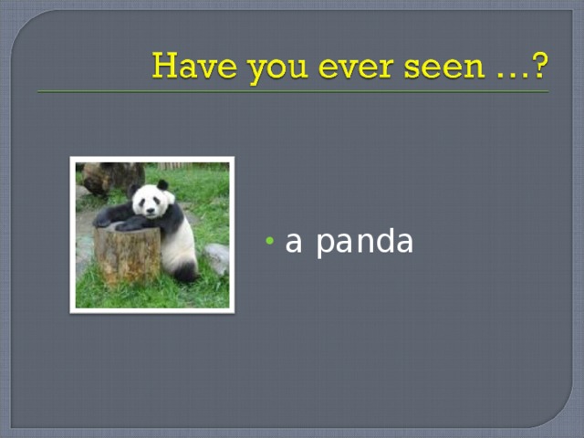 a panda 