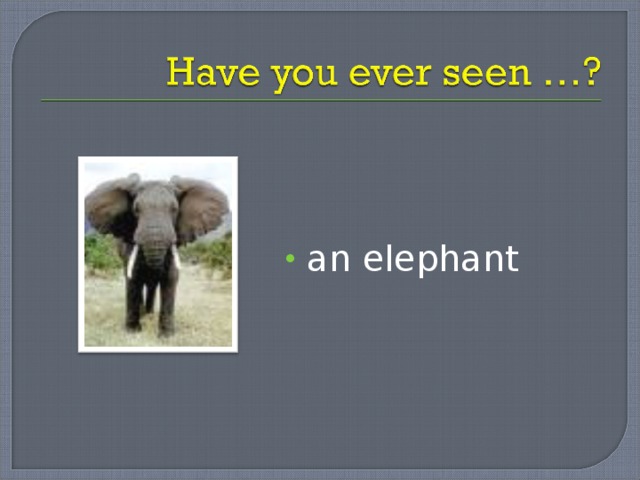 an elephant 