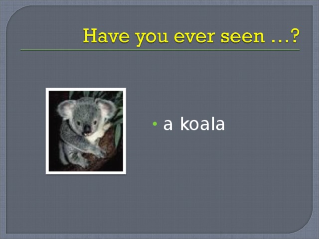 a koala 