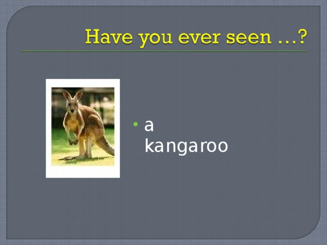 a kangaroo 