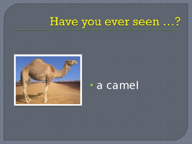 a camel 