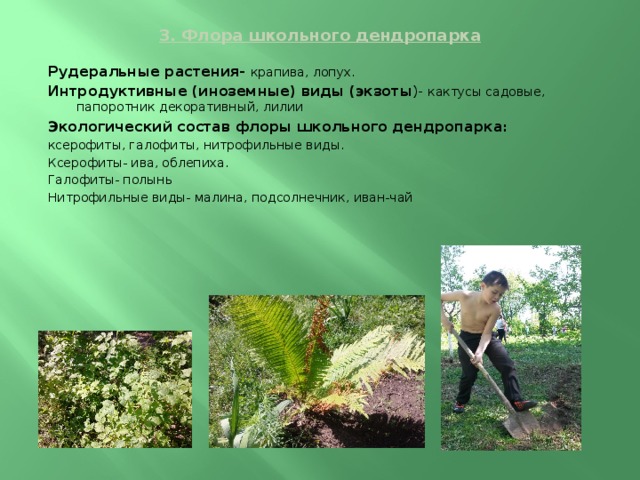 3. Флора школьного дендропарка   Рудеральные растения- крапива, лопух. Интродуктивные (иноземные) виды (экзоты )- кактусы садовые, папоротник декоративный, лилии Экологический состав флоры школьного дендропарка : ксерофиты, галофиты, нитрофильные виды. Ксерофиты- ива, облепиха. Галофиты- полынь Нитрофильные виды- малина, подсолнечник, иван-чай   