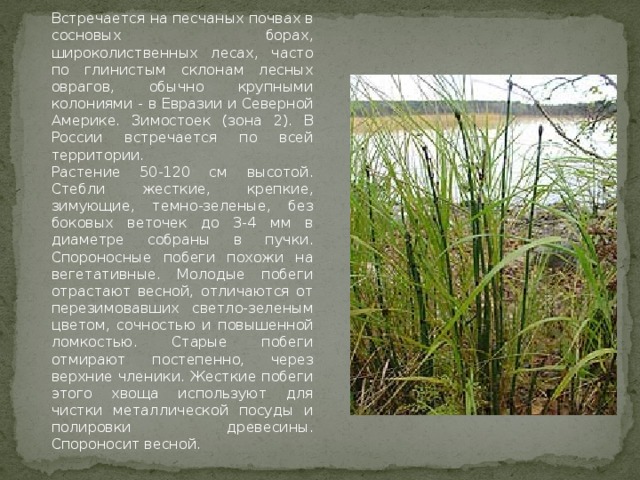 Встречается на песчаных почвах в сосновых борах, широколиственных лесах, часто по глинистым склонам лесных оврагов, обычно крупными колониями - в Евразии и Северной Америке. Зимостоек (зона 2). В России встречается по всей территории.  Растение 50-120 см высотой. Стебли жесткие, крепкие, зимующие, темно-зеленые, без боковых веточек до 3-4 мм в диаметре собраны в пучки. Спороносные побеги похожи на вегетативные. Молодые побеги отрастают весной, отличаются от перезимовавших светло-зеленым цветом, сочностью и повышенной ломкостью. Старые побеги отмирают постепенно, через верхние членики. Жесткие побеги этого хвоща используют для чистки металлической посуды и полировки древесины. Спороносит весной.  