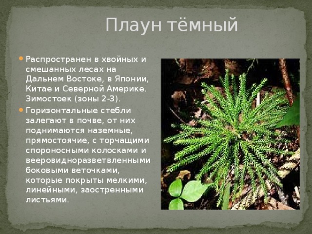  Плаун тёмный Распространен в хвойных и смешанных лесах на Дальнем Востоке, в Японии, Китае и Северной Америке. Зимостоек (зоны 2-3). Горизонтальные стебли залегают в почве, от них поднимаются наземные, прямостоячие, с торчащими спороносными колосками и вееровидноразветвленными боковыми веточками, которые покрыты мелкими, линейными, заостренными листьями. 