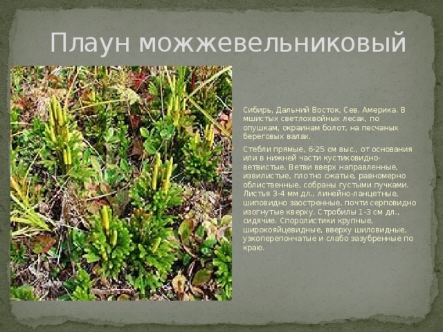 Плаун можжевельниковый Сибирь, Дальний Восток, Сев. Америка. В мшистых светлохвойных лесах, по опушкам, окраинам болот, на песчаных береговых валах. Стебли прямые, 6-25 см выс., от основания или в нижней части кустиковидно-ветвистые. Ветви вверх направленные, извилистые, плотно сжатые, равномерно облиственные, собраны густыми пучками. Листья 3-4 мм дл., линейно-ланцетные, шиповидно заостренные, почти серповидно изогнутые кверху. Стробилы 1-3 см дл., сидячие. Споролистики крупные, широкояйцевидные, вверху шиловидные, узкоперепончатые и слабо зазубренные по краю. 