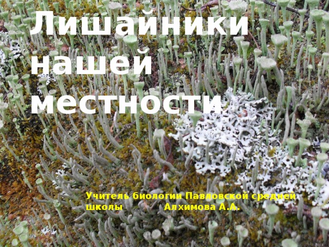 Лишайники нашей местности Учитель биологии Павловской средней школы Алхимова А.А. 