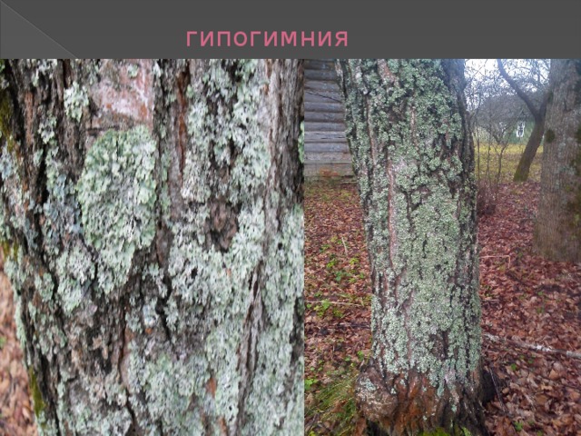  гипогимния 