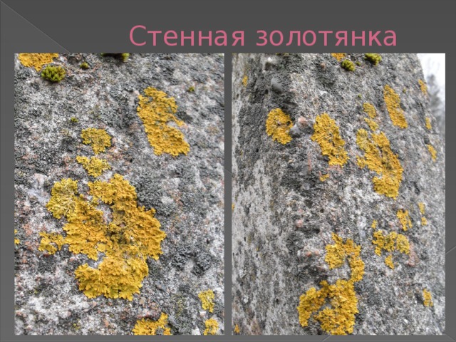  Стенная золотянка 