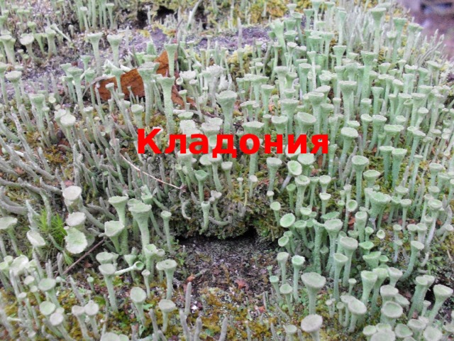Кладония 