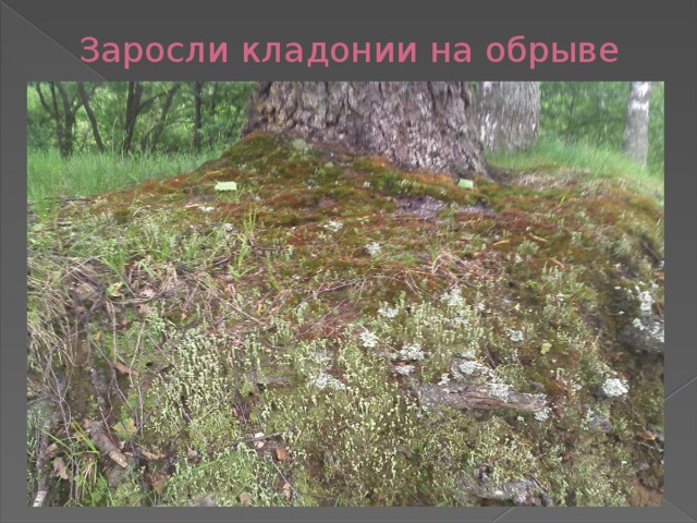 Заросли кладонии на обрыве 
