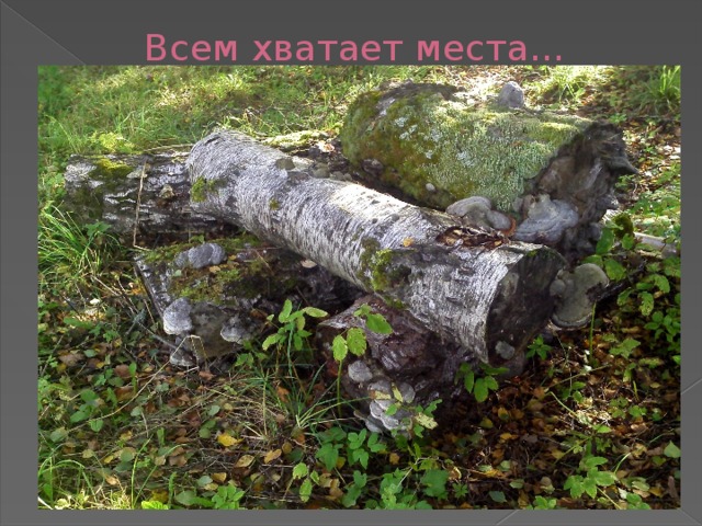  Всем хватает места… 