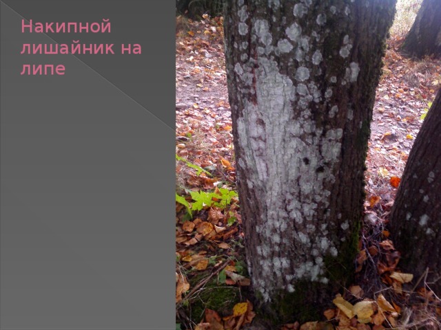 Накипной лишайник на липе 