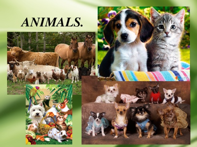  ANIMALS. 