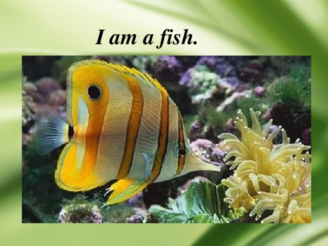 I am a fish. 