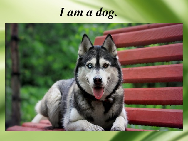 I am a dog. 