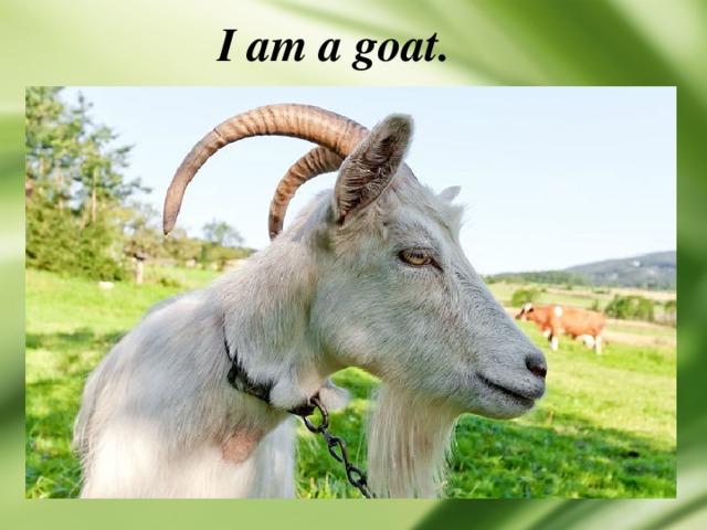 I am a goat. 