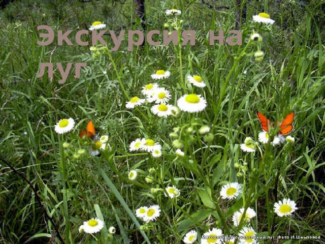 Экскурсия на луг 
