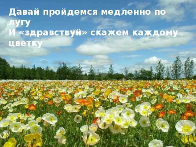 Давай пройдемся медленно по лугу И «здравствуй» скажем каждому цветку 