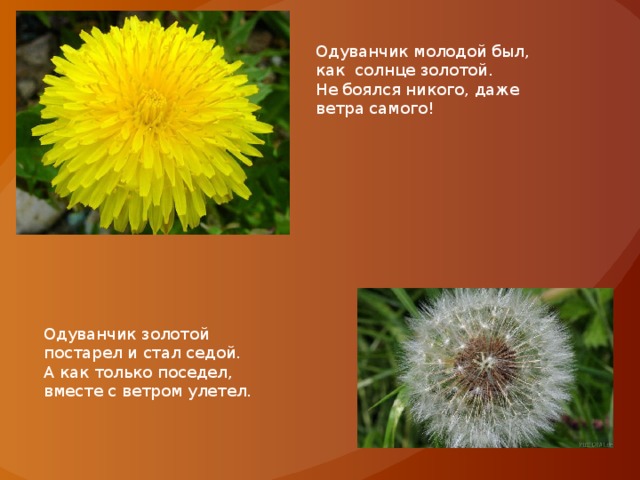 Одуванчик молодой был, как солнце золотой. Не боялся никого, даже ветра самого! Одуванчик золотой постарел и стал седой. А как только поседел, вместе с ветром улетел. 