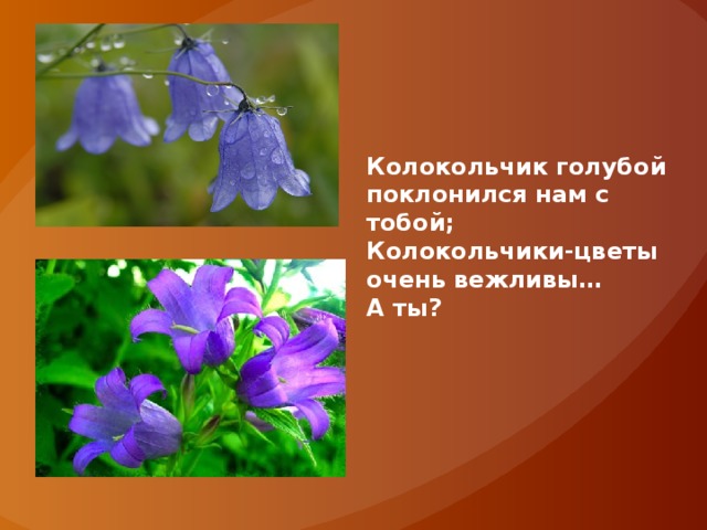 Колокольчик голубой поклонился нам с тобой; Колокольчики-цветы очень вежливы… А ты? 