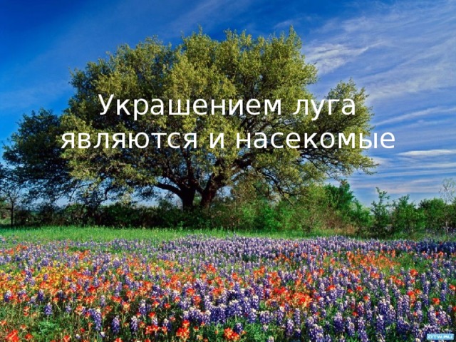 Украшением луга являются и насекомые 