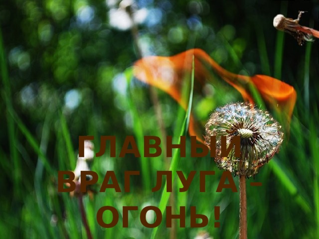 Главный враг луга – огонь! 