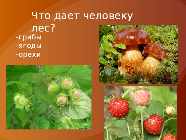 Что дает человеку лес? -грибы -ягоды -орехи 